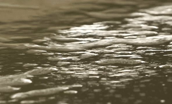 سطح آب تانک پرورش در سالن نرسری